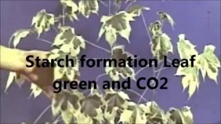 Starch formation Leaf And CO2 [upl. by Liew678]