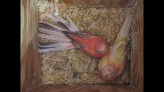 BABIES FROM FOUR BOURKE PARAKEET HENS AUGUST 2023 [upl. by Skyler]