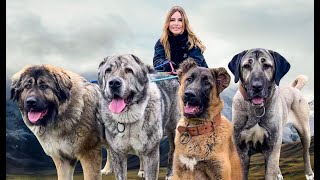 4 WOLF KILLERS TOGETHER  Caucasian Shepherd Alabai Kangal amp Iranian Sarabi [upl. by Matthews]