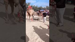 Aeroplane of desert camel festival reels india instagram youtubeshorts shortvideo viral [upl. by Batish]