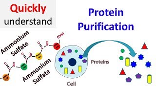 Acetone Protein Precipitation Technique [upl. by Floyd]