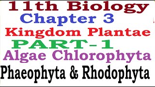 Kingdom PlantaePart1AlgaeGreen algaeRed AlgaeBrown AlgaeCharacters Examples Reproduction [upl. by Fionnula619]