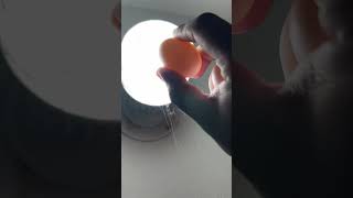 Removing unfertilized eggs pigeon pigeonfan bird kalapati kabutar kabootar pigeonnest birds [upl. by Ssalguod]