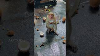 All the monkeys ate Coconut 😱 shorts dailyfacts youtubeshorts shortsvideo [upl. by Schinica]