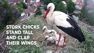 Little Stork Big Personalities Stork Chicks Mastering New Skills [upl. by Other585]