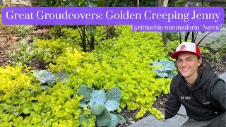 Great Groundcover Creeping Jenny Golden  Lysimachia nummularia Aurea [upl. by Neliak]