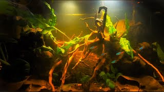 Full Blackwater Aquascape on a budget Tutorial START TO FINISH Blackwater Aquarium Tank [upl. by Aihn326]