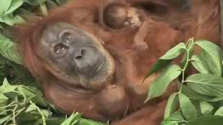 quotThe twinsquot Orangutans [upl. by Buckden349]