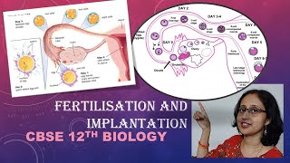 FertilizationImplantationCleavageBlastocystMorulaTrophoblastCBSE12thBiology [upl. by Sacksen]