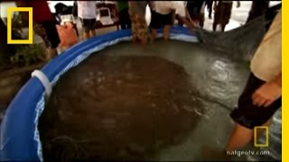 Worlds Largest Stingray  National Geographic [upl. by Millham60]