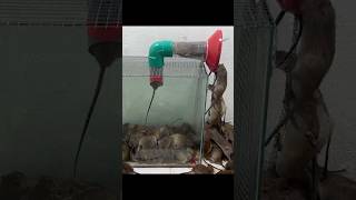 best mouse trap mice go into the trap in droves shoprts [upl. by Nahshon]