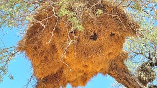 The sociable weaver “Philetairus socius” Namibia [upl. by Marley]