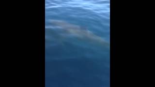 Great White Shark in La Jolla [upl. by Naillij]