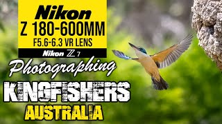 Nikon Z 180600mm Photographing Kingfishers Australia [upl. by Hyacinth]