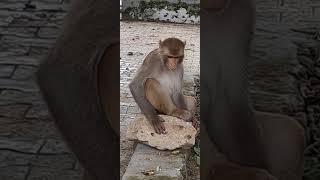 Indian breed monkey  desi monkey desi Bandar monkeyvideo monkeylover animal [upl. by Assilram392]