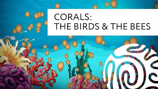 Corals The Birds and the Bees [upl. by Yerffoeg]