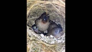 bird White  rumped Munia  Bird life Nest [upl. by Nuahsed]