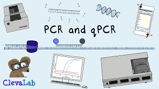 What is PCR and qPCR  PCR Animation [upl. by Coonan]