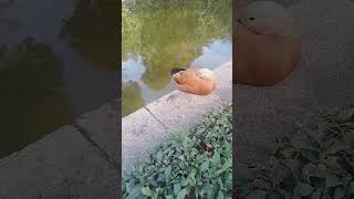 Ruddy shelduck sleeping 😻 😻 [upl. by Adamok]