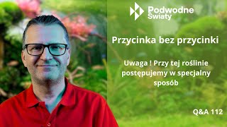 Przycinka bez przycinki Uwaga Przy tej roślinie postępujemy w specjalny sposób [upl. by Grefer]