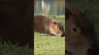 quotCapybaras Natures Friendliest Giant Rodentquot capybara animal nature shorts [upl. by Ardnatal]