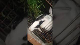 আমাদের বাসার নতুন সদস্য 😍😍Cinki minki 😍ytshort ytshortsvideo rabbits viralvideo foryou [upl. by Hgielsa]