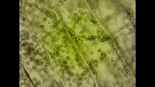 Egeria densa  Cytoplasmic streaming [upl. by Lissi]