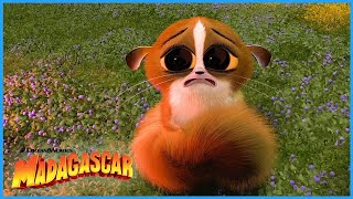 Mort being crazy and cute  Best of Mort  DreamWorks Madagascar [upl. by Enier]