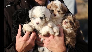 Micro Mini Aussiedoodle Latte x Posh litter [upl. by Proulx]