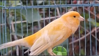 Canary singing  best timbrado canary training  تغريد رائع [upl. by Arbmat]