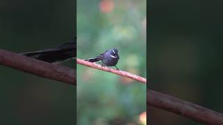 White Throated Fantail Bird [upl. by Zavras]