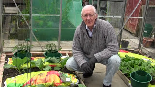 Planting Tomatoes Into Grow Pots In My Greenhouse [upl. by Eahs]