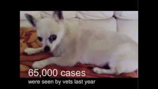 Kennel cough in the UK [upl. by Lledniw]