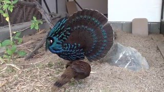 Palawan Peacock Pheasants mating time [upl. by Caressa]