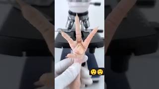 chicken feet test using a microscope video viralvideo trending trendingshorts viralshorts [upl. by Yardna466]