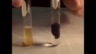 Iodine Test for Starch  Mr Pauller [upl. by Firman730]