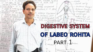 Digestive System of Labeo Rohita  Part 1 [upl. by O'Meara]