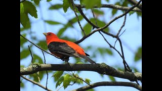 The Scarlet Tanager [upl. by Latsryc]