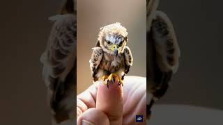 Tiny Cute Eagle Perched on Thumb Adorable AIGenerated Animal  Pokemorph Lab [upl. by Akerdal]