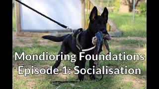 Mondioring Foundations Episode 1 Socialisation [upl. by Ysdnyl269]