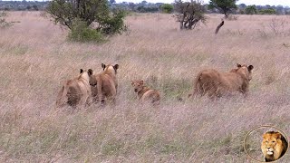 What Frightened the Satara Lion Pride and Their Young Cub During Their Wildebeest Feast [upl. by Daniel]