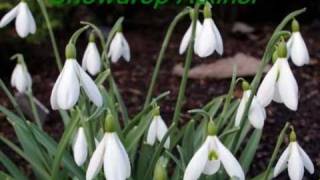 Snowdrops Colzium Walled Garden [upl. by Ancier354]