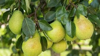 How to Grow Pear trees  Complete Growing Guide [upl. by Derek631]