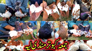 Friday Pigeon Market Latest Update Colorfull Biggest Pigeon Market In Layyah Kabootar Mandi Prices [upl. by Maclaine]