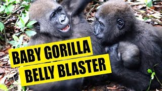 baby gorilla belly blaster [upl. by Sebastian]