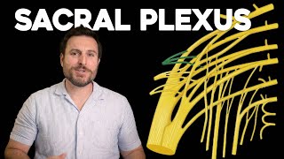 The Sacral Plexus Explained  Corporis [upl. by Ahk]