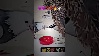 Kabutar lover song kabutar pigeon kabootar kabootarandakaisedetahai 🕊️🔥💥💯🕊️💯💯 [upl. by Calesta]