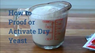 How to Proof or Activate Dry Yeast [upl. by Akinuahs956]