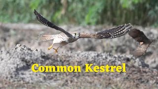 Common KestrelA Common falcon in India [upl. by Atiekram]