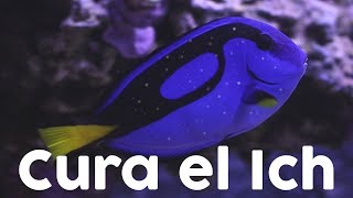 ¿Qué es el ich y cómo curarlo en peces marinos  Cryptocaryon Irritans  AcuaTV [upl. by Onitrof]